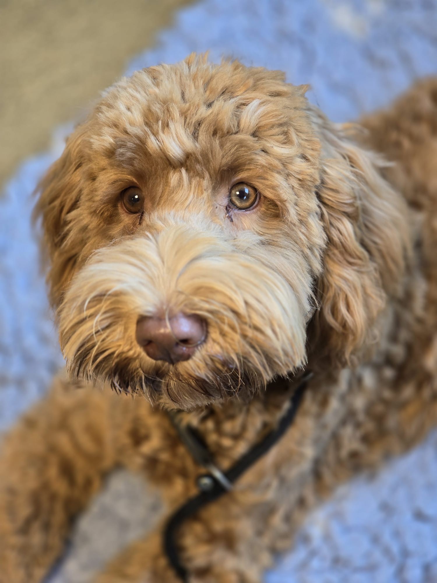 Hulphond Ronald McDonald Huis Nijmegen