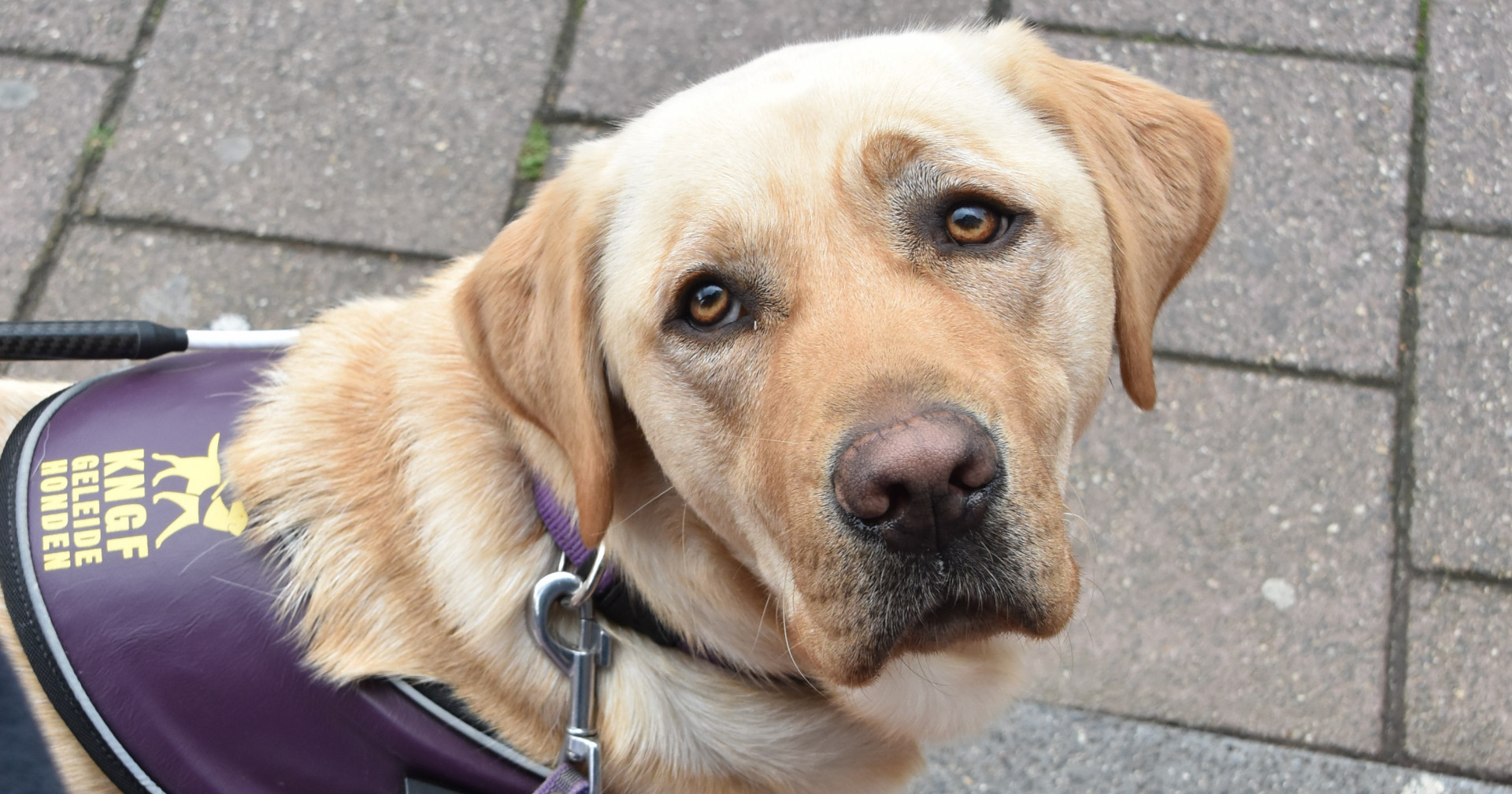 Hulphond en huisdieren